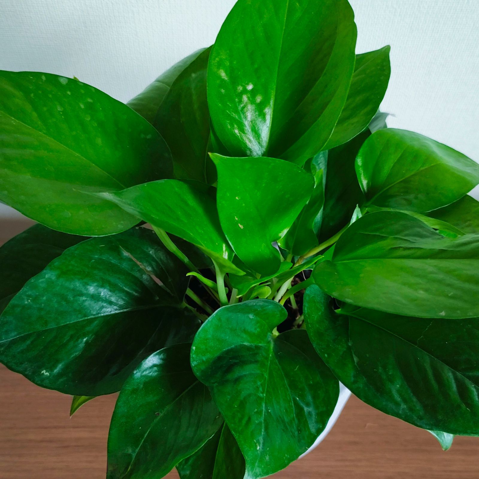 ギフト可】ポトス セメント鉢入り 即日配送 インテリア観葉植物