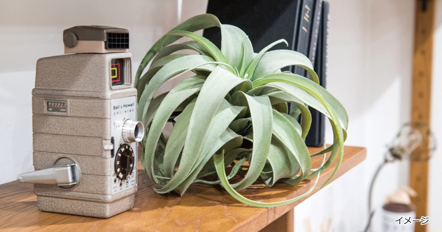 美容器具 数量限定】80912 キセログラフィカ LIVING(ポッシュリビング) POSH