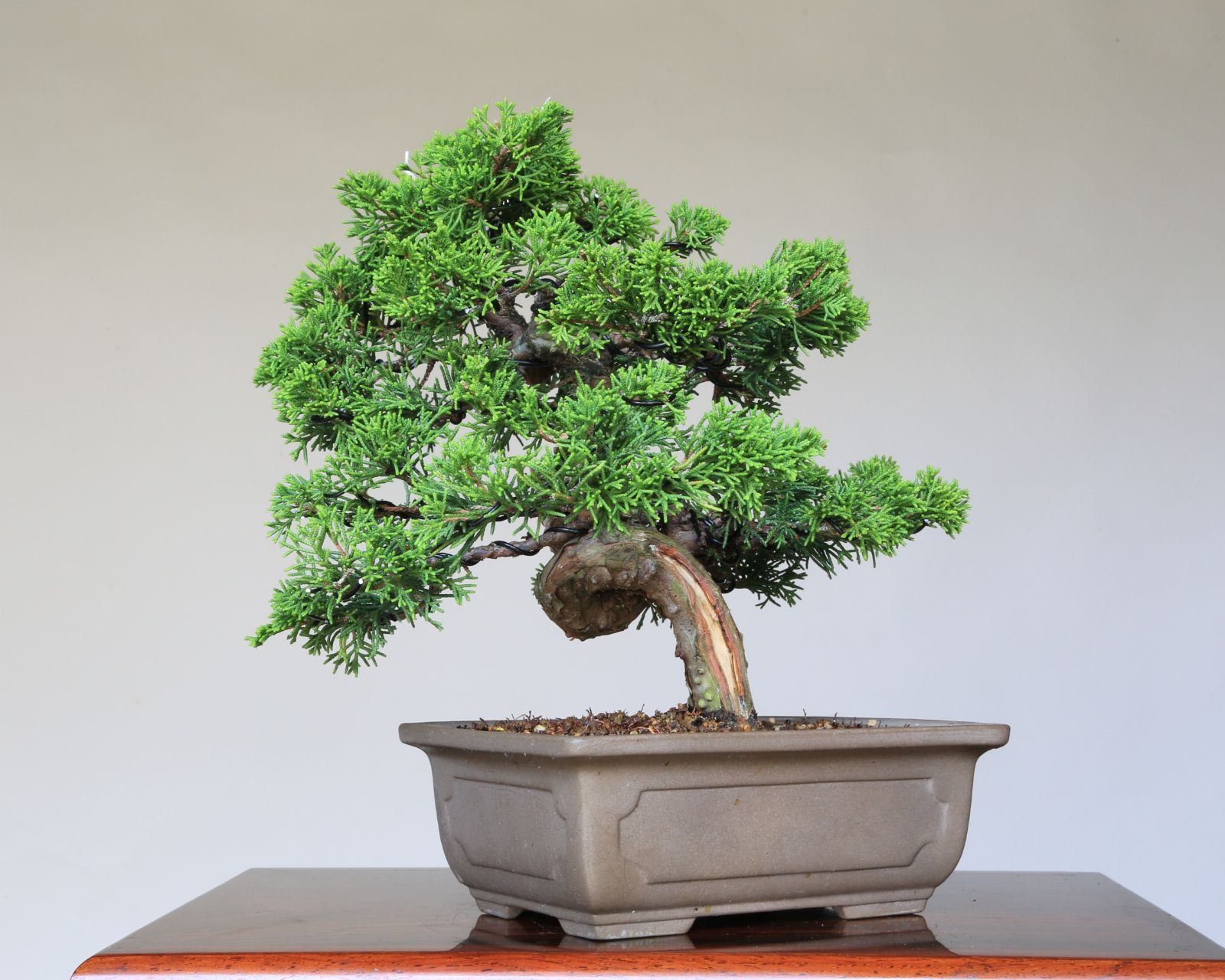 小品盆栽 泰寿園