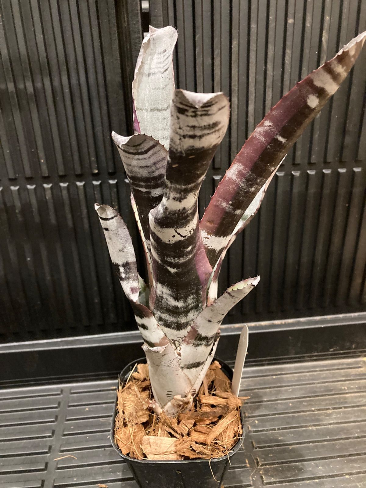 エクメア Aechmea Otto エクメア オットー 「Aechmea Otto」99M エクメア Aechmea Otto エクメア オットー 「Aechmea Otto」99M