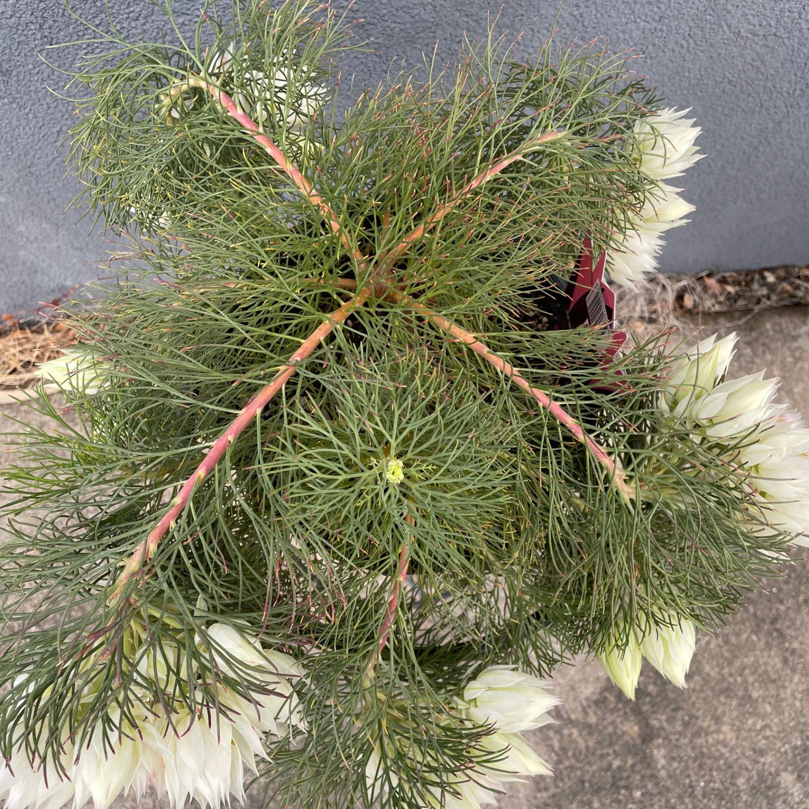 セルリア ブラッシングブライド 7号 オージープランツ セルリア