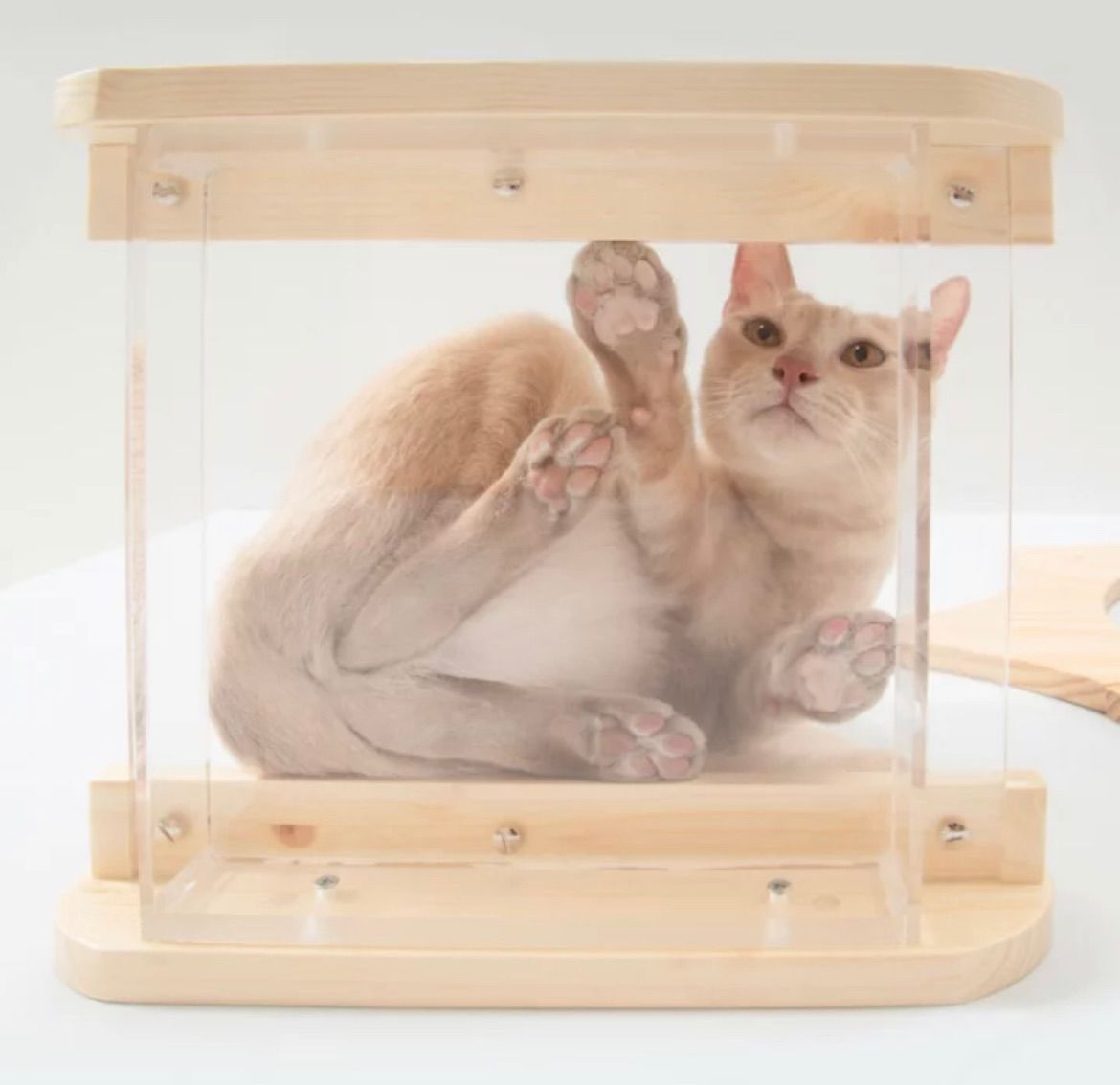  MYZOO マイズー モク MOKU 透明キャットステップ キャットステップ おしゃれ 猫 クリア 猫用家具 下から肉球 キャットウォーク 猫用品 ペット用品