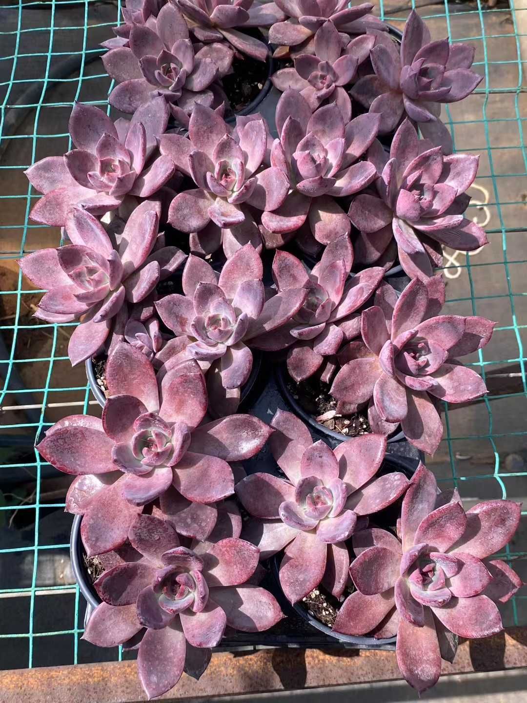 16株の抜き苗セット パープルドリーム2頭 多肉植物 佐川急便発送 エケベリア 韓国苗 MY375