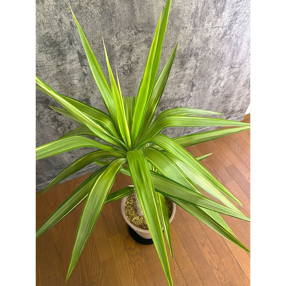 観葉植物 大型 ユッカ 斑入り 8号鉢 【現品】 茶プラスチック鉢 黒受皿