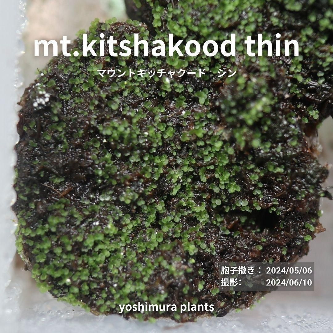 胞子] mt.kitshakood thin キッチャクード シン ビカクシダ - メルカリ