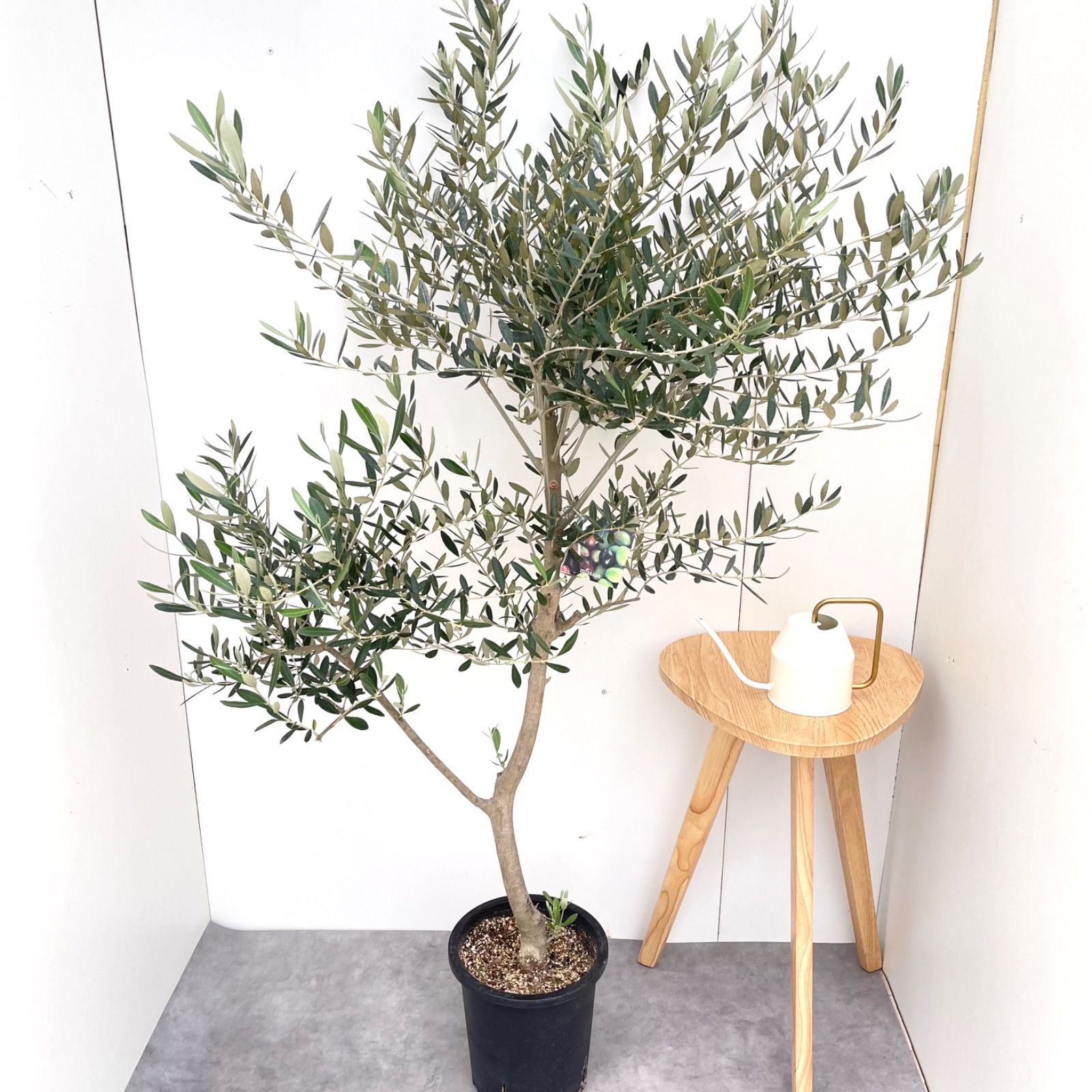 オリーブ ミッション 34 現品 観葉植物 大型 創樹 SOUJU 8号