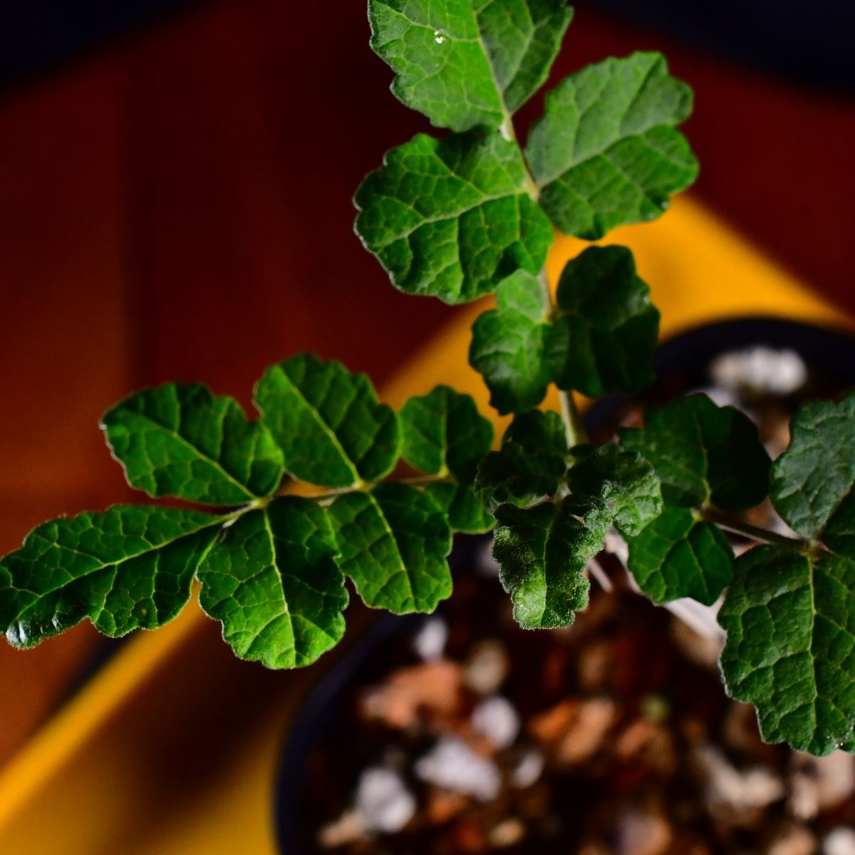 3U7 実生 ボスウェリア・サクラ Boswellia sacra コーデックス