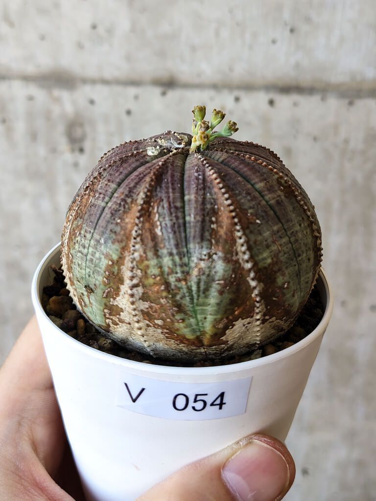 ヒールクリーク ゴルフシューズ 22.5cm 新品未使用 現品限り】ユーフォルビア・オベサ【V54】 Euphorbia obesa【植物