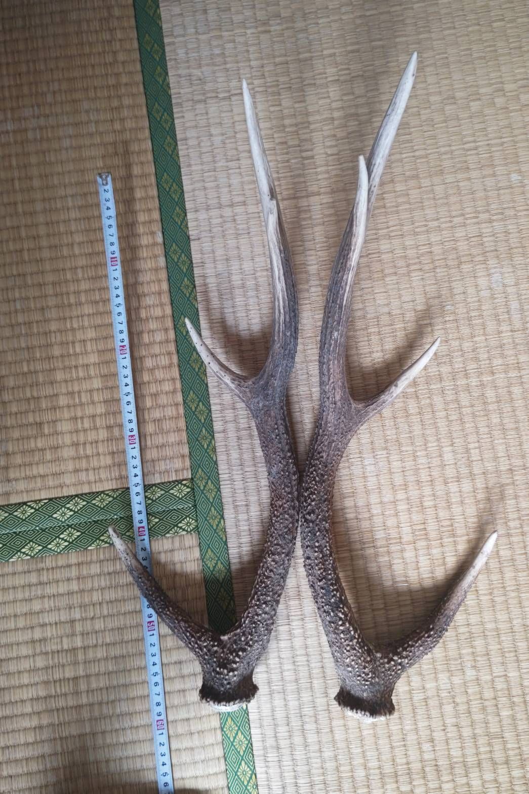 蝦夷鹿 三段角 - 工芸品