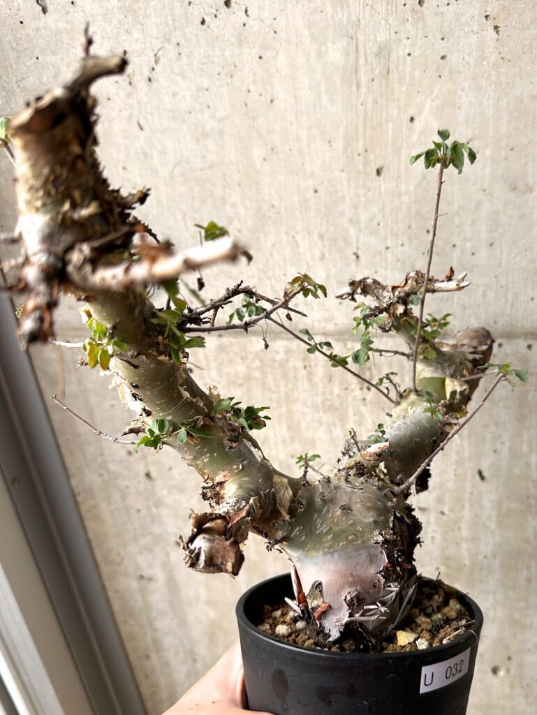 U32 Commiphora