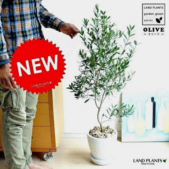 オリーブ 白色 エッグ型 ラウンド陶器鉢【茶石・受皿・育て方】 オリーブの木 鉢植えオリーブ結婚式で両親へのプレゼント 結婚式の記