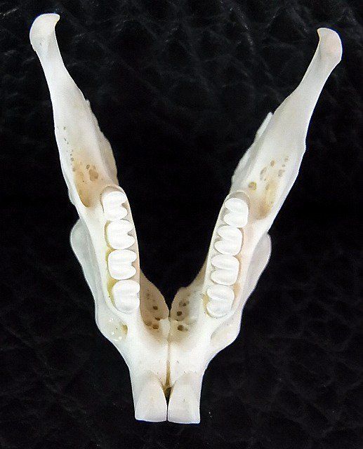 トビウサギ　Springhare　頭骨　※データ付属します トビウサギSpringhare頭骨※データ付属します