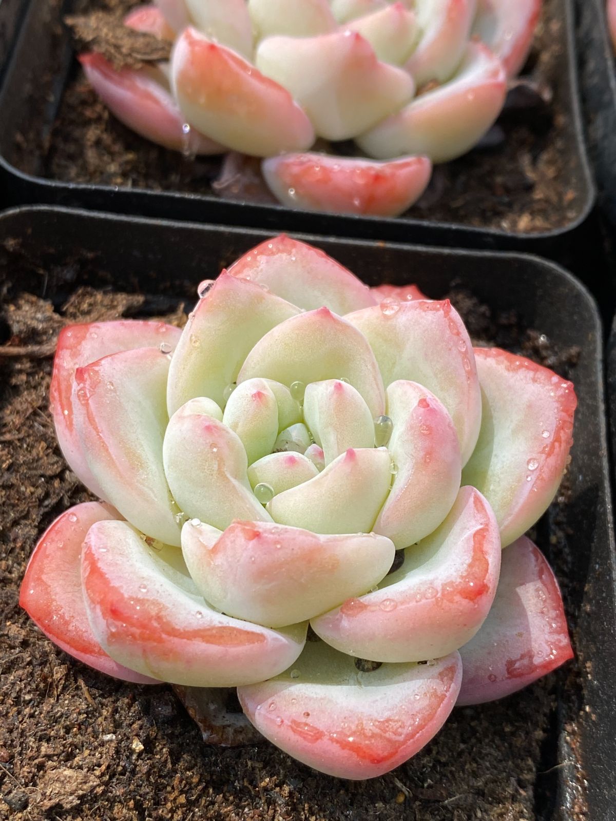 新入荷 好評発売！フォロワー限定 1株 YK684 シュークリーム 多肉植物  