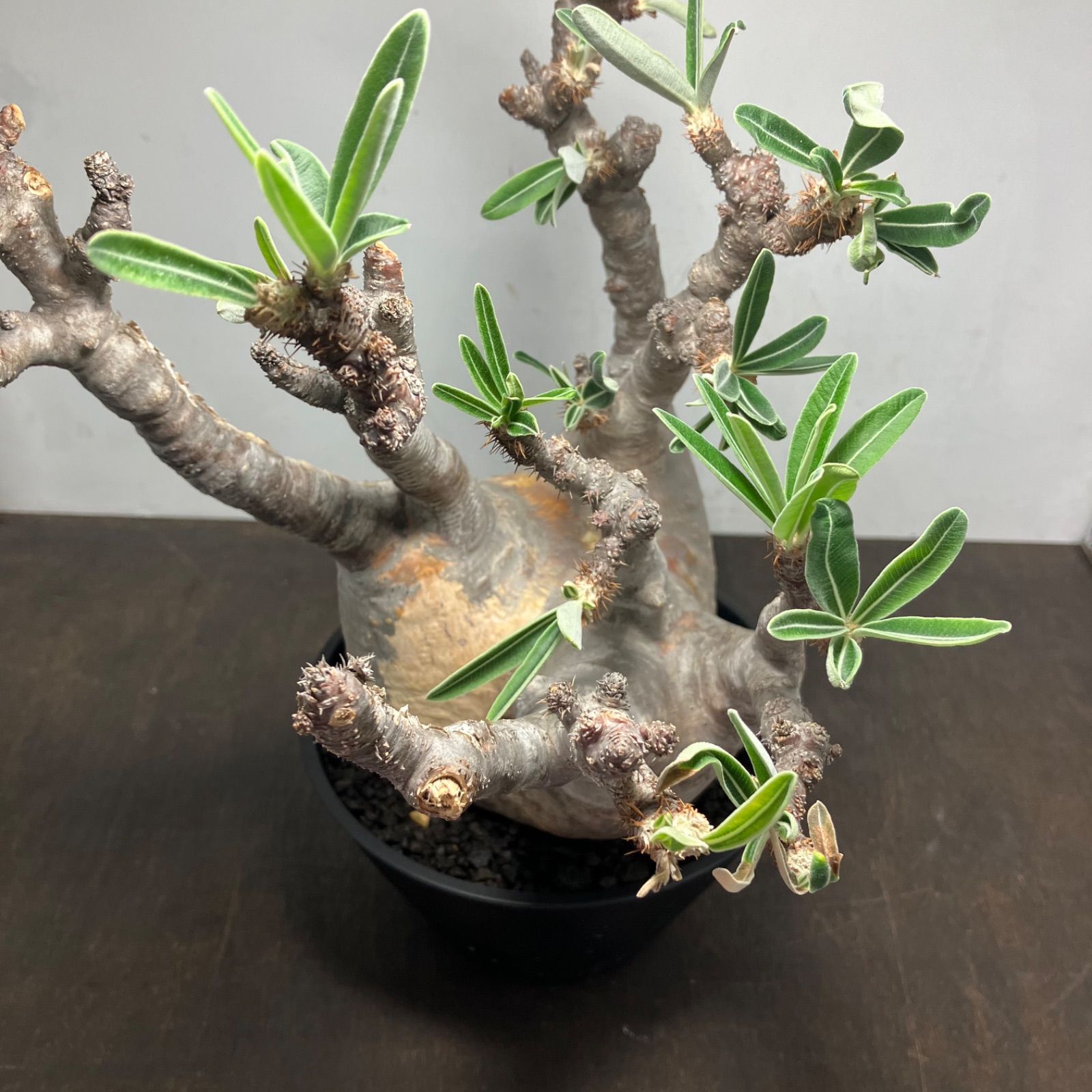 パキポディウム・グラキリス 現地球 発根済 116c2 【公式通販】