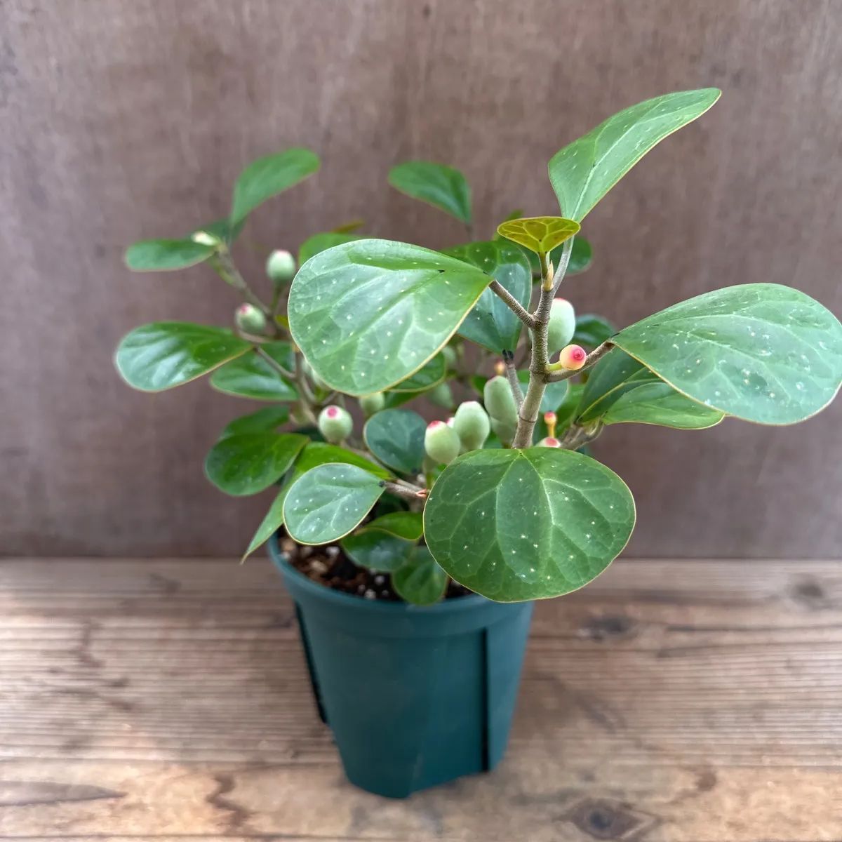 サンプル】フィカス ゴールドコイン Ficus deltoidea フィカス デルトイデア コバンボダイジュ 観葉植物 観葉 植物 珍奇 珍しい レア  希少 インテリア プレゼント おしゃれ かわいい リビング おうち時間 グリーン アートプランツ