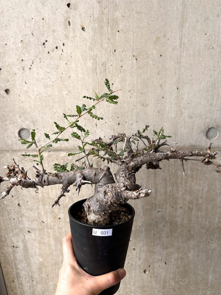 現品限り ボスウェリア ネグレクタ 現地株 発根済み 長期管理 U31 Boswellia neglecta 植物 塊根植物 夏型 コーデックス