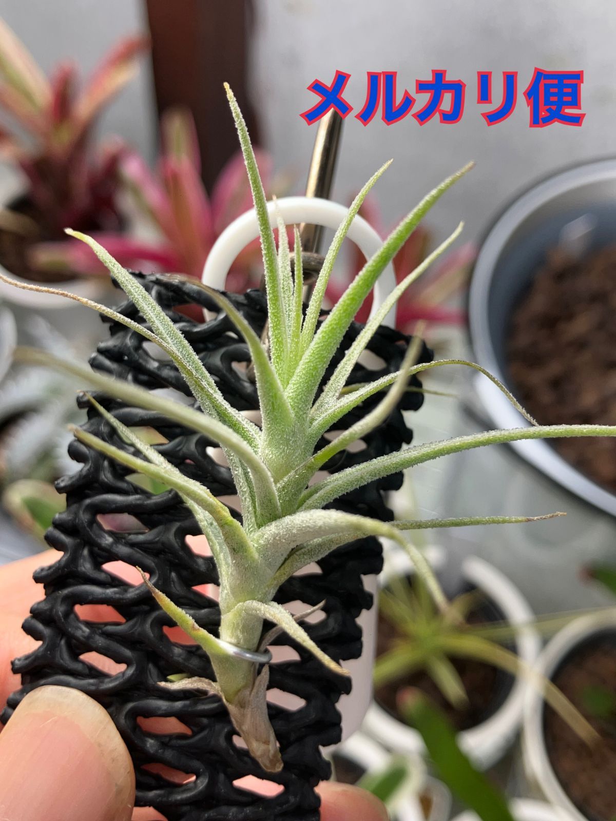 チランジア プルプレア Tillandsia purpurea　キンクマ農園☆T0014