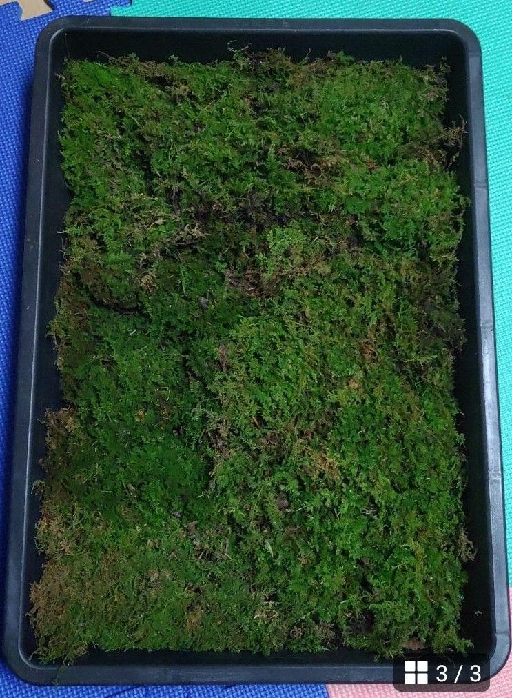 ハイゴケ 10トレー 苔 苔玉 苔リウム 苔テラリウム こけ コケ