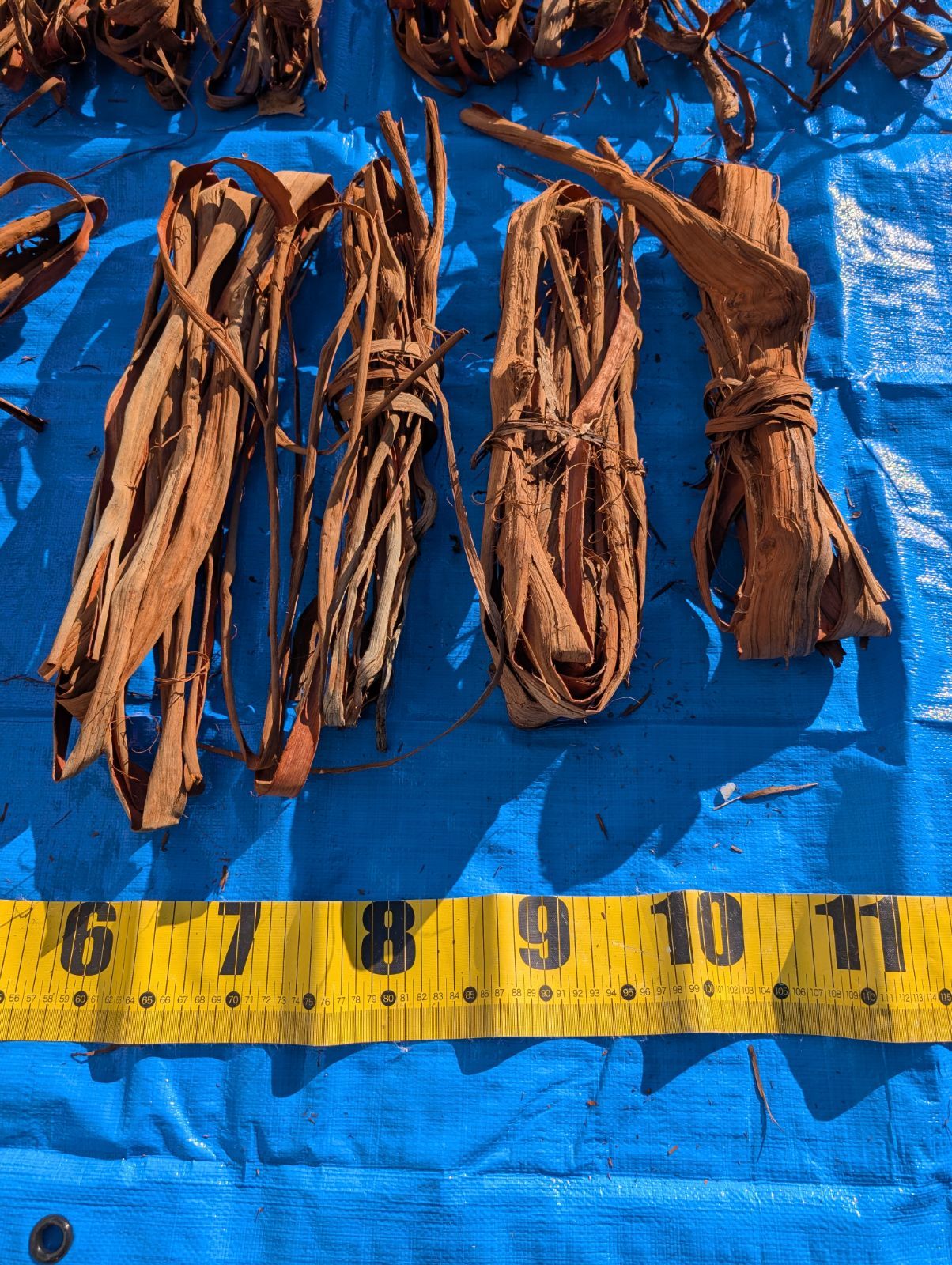 天然山葡萄の蔓3