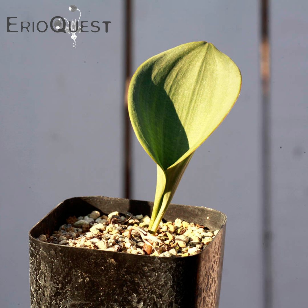 エリオスペルマム プベスケンス Eriospermum pubescens EQ111 通販