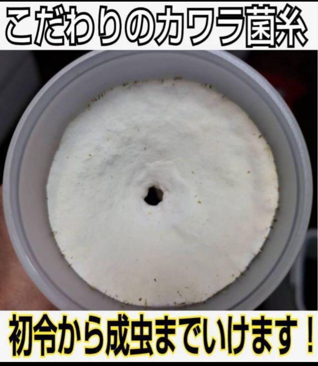 極上！カワラタケ菌糸瓶【8本】特殊アミノ酸強化配合！タランドゥス