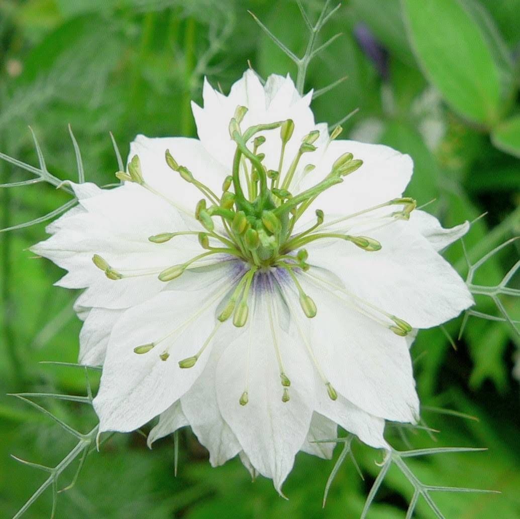 花の種】ニゲラ☆クロタネソウ 混色種子 300粒以上！ 切花 ドライ