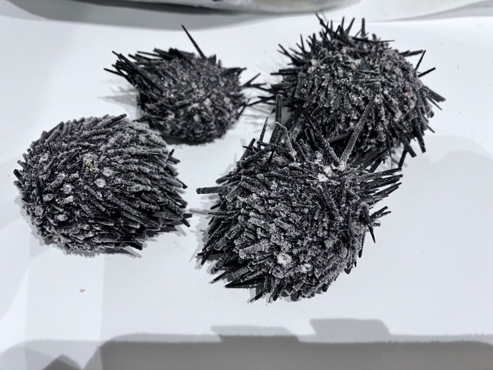 黒鯛 コブダイ