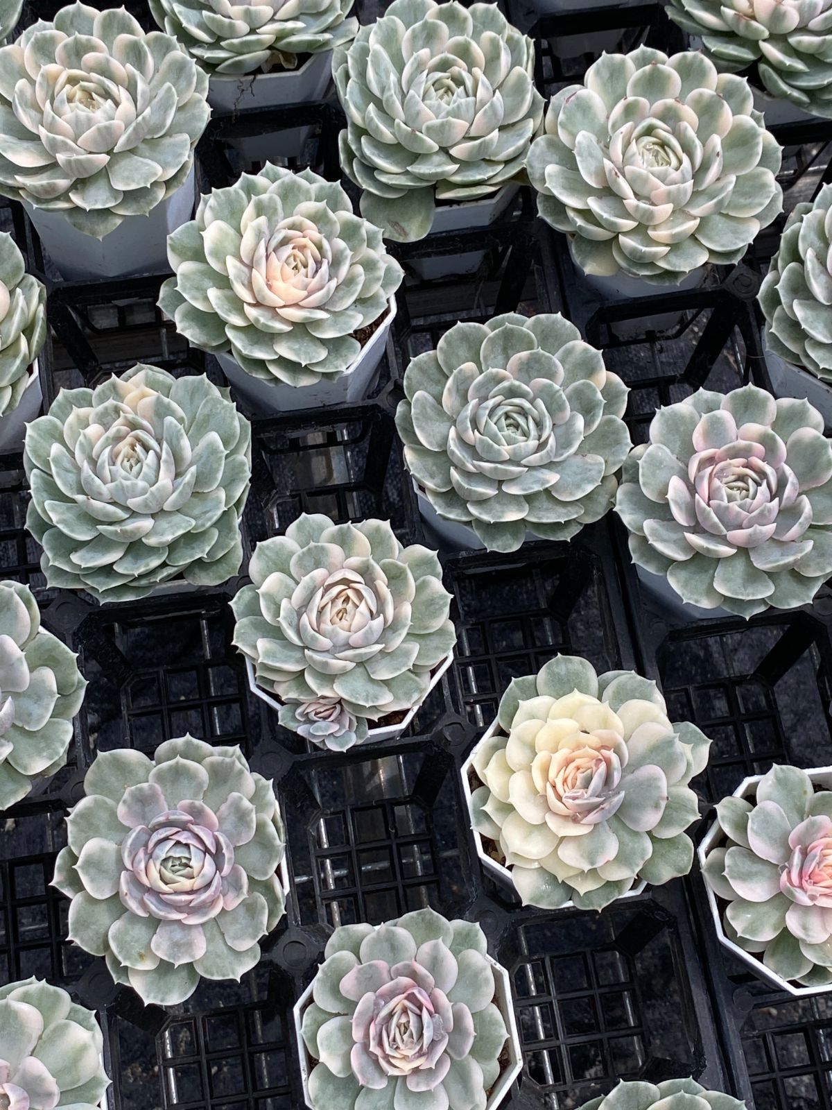 アエオニウム エケベリア