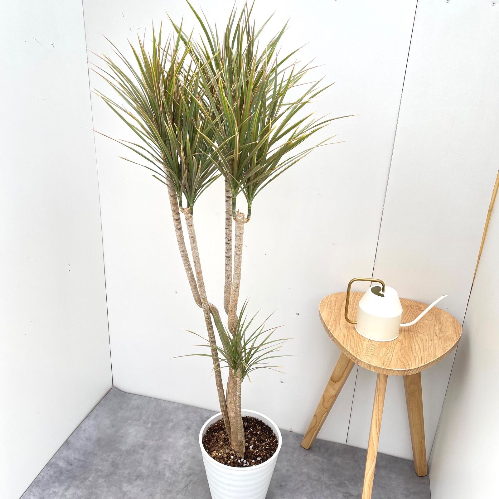 ドラセナ コンシンネ トリカラー 1【現品】観葉植物 室内 大型