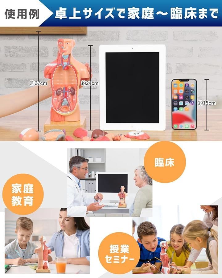 KIYOMARU ソフトな質感で15分解できる卓上サイズの人体解剖模型 KIYOMARU ソフトな質感で15分解できる卓上サイズの人体解剖模型