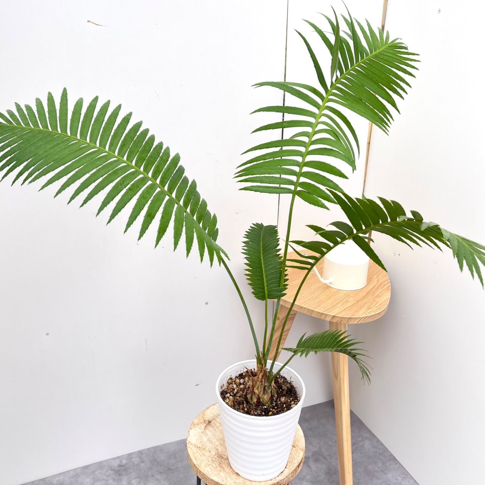 ［現品］【希少】ディオーンスピヌロスム　7号　観葉植物　レア　メキシコソテツ 現品］【希少】1番 ディオーンスピヌロスム 7号 観葉植物 レア