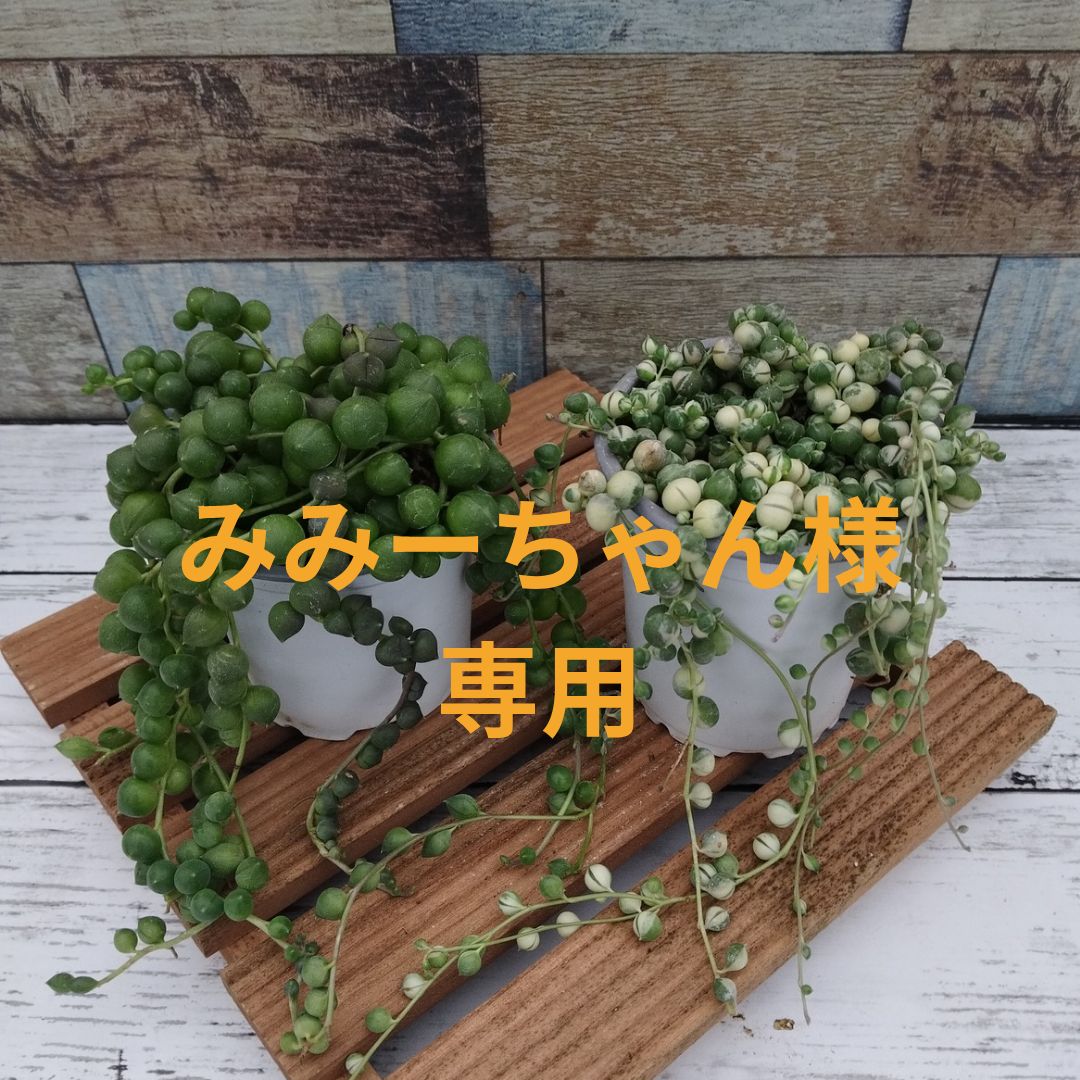 花梨】唐木 カリン材 玉杢瘤棚 2段棚 高級銘木 コーナーラック 飾り台