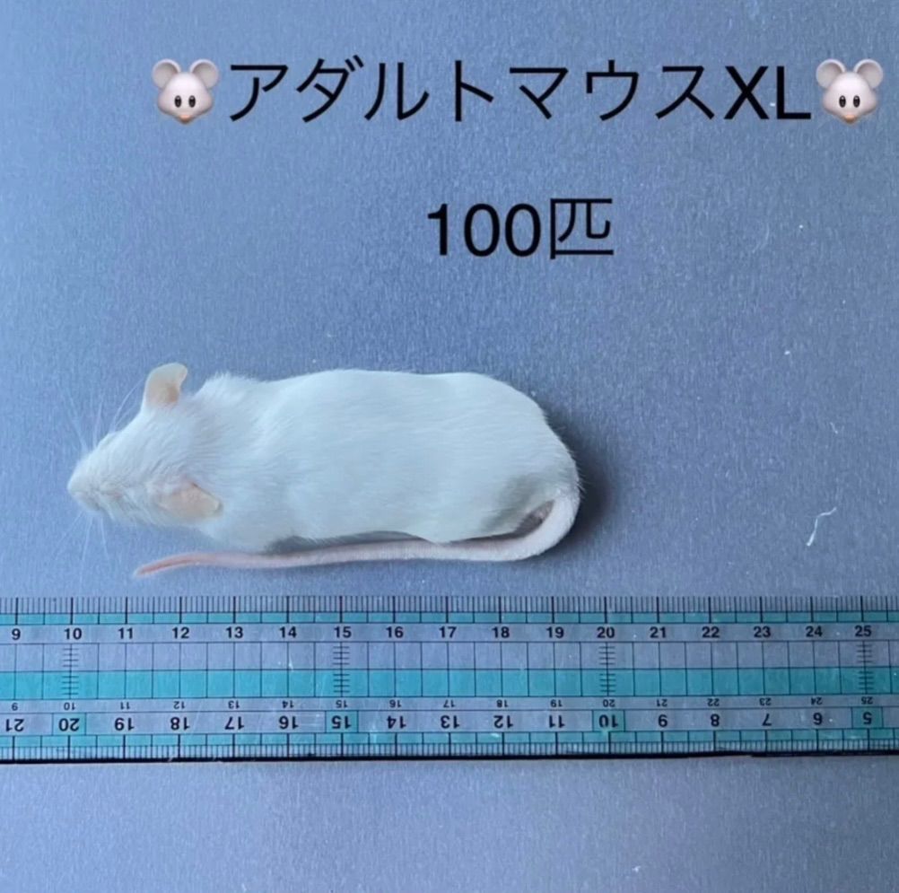 ?冷凍アダルトマウスXLサイズ?100匹?