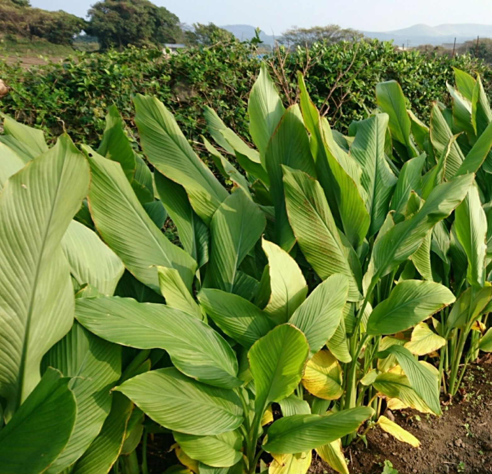 農薬:栽培期間中不使用❗野菜セット(ラインナップのご確認を) 五島列島