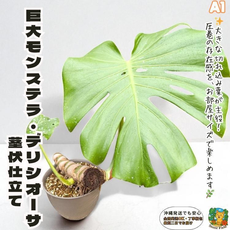 ✨Love_King✨専用 巨大モンステラ・デリシオーサ茎伏仕立て✨A1