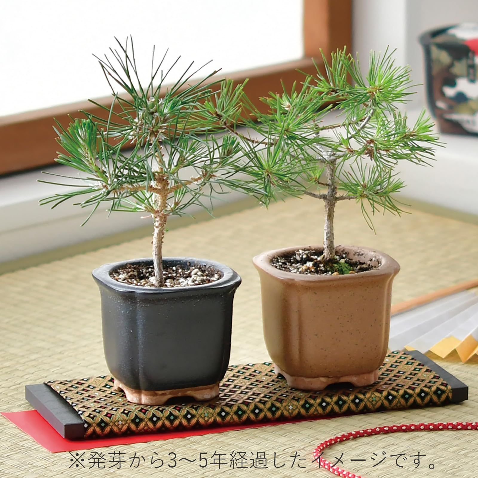 BONSAI The 鉢約9cm (自由研究) 栽培セット 盆栽 赤松 GD-99202