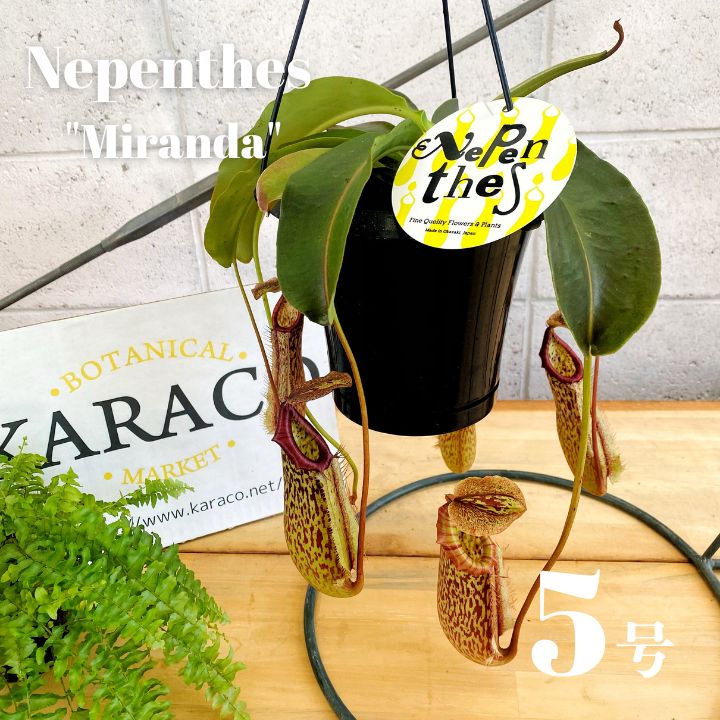 混合 エチオピアオパール ウェロ産 チョーク 鉱物標本 原石 | Shop at