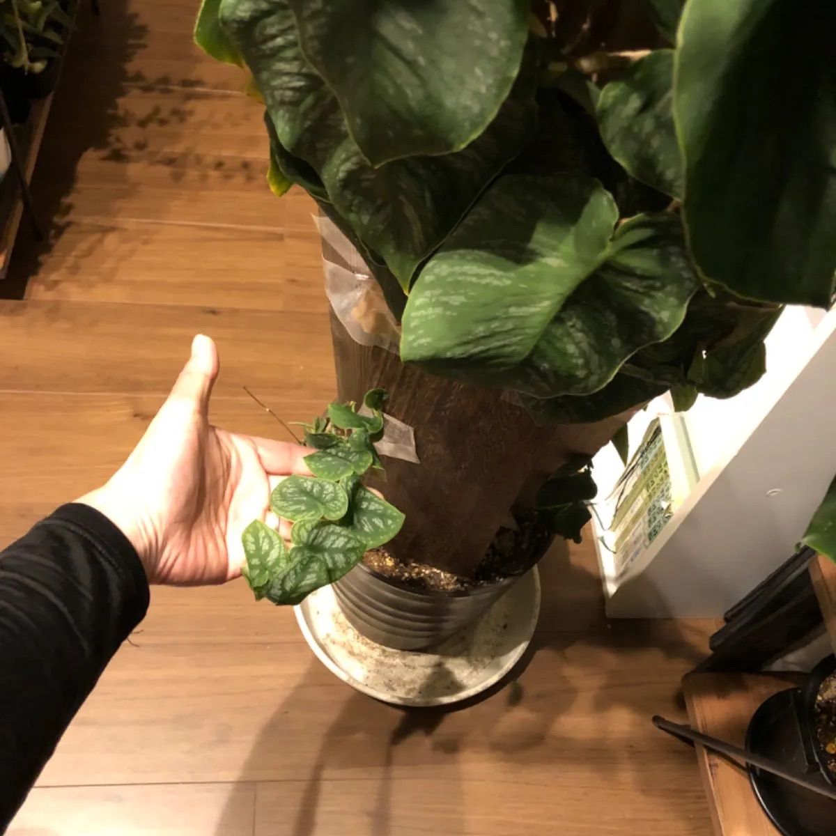 モンステラ デュビア - メルカリ