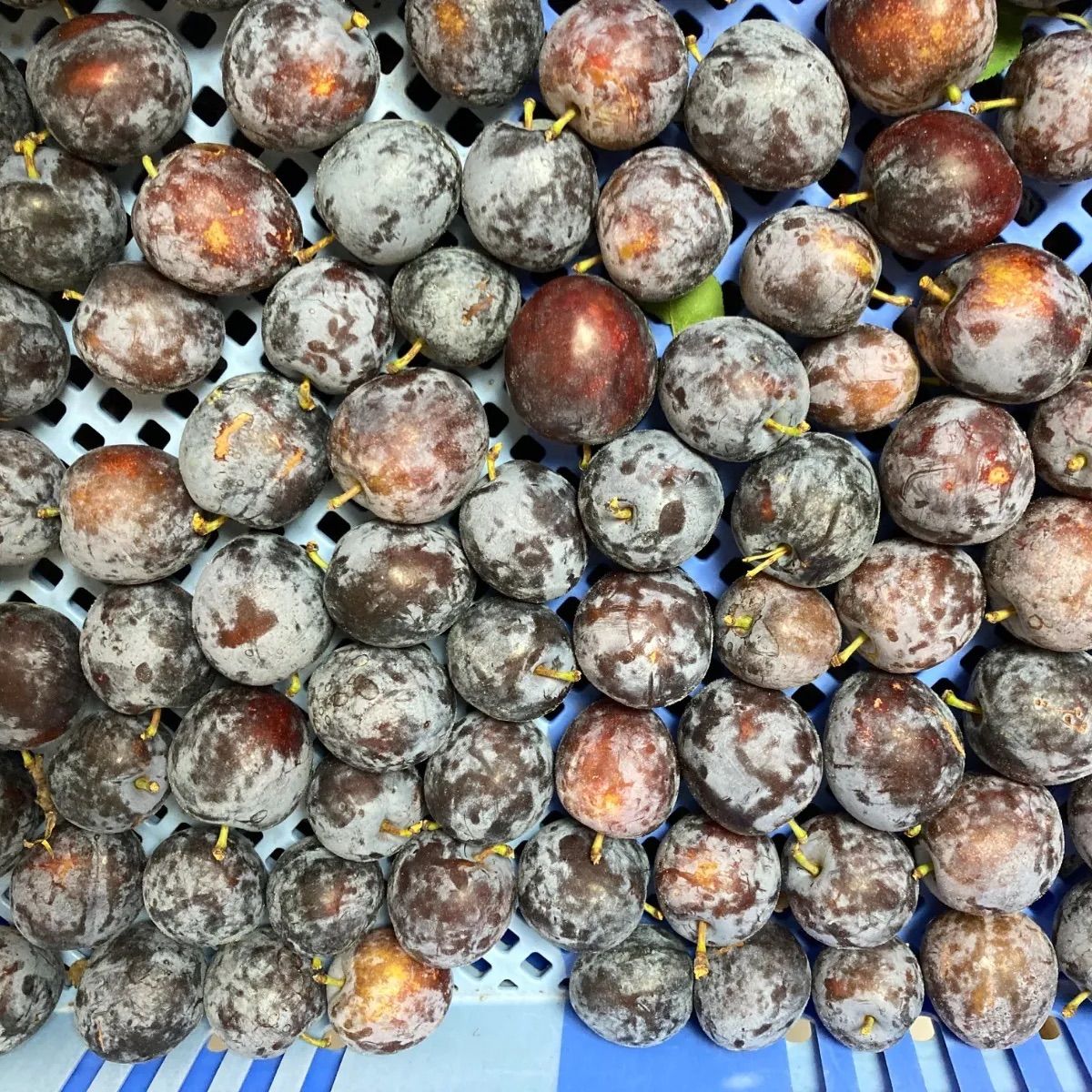 フォロワー様クーポン付き😍長野県産生プルーン！激安品！約4kg