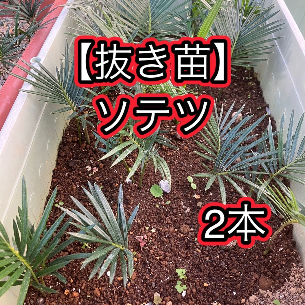 蘇鉄 一株 抜き苗 観葉植物