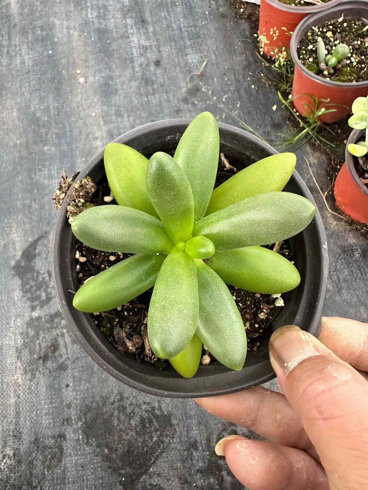 ZAN13×24 ポッチャリヤシノキ 抜き苗 多肉植物 アエオニウム エケベリア 韓国苗