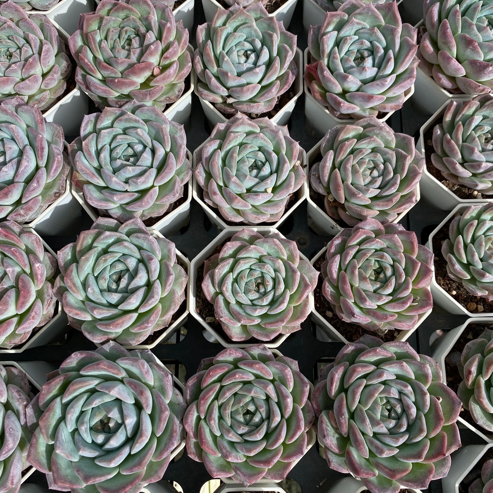 NGN1433×54 ピンクレン単頭 抜き苗 多肉植物 アエオニウム エケベリア 韓国苗