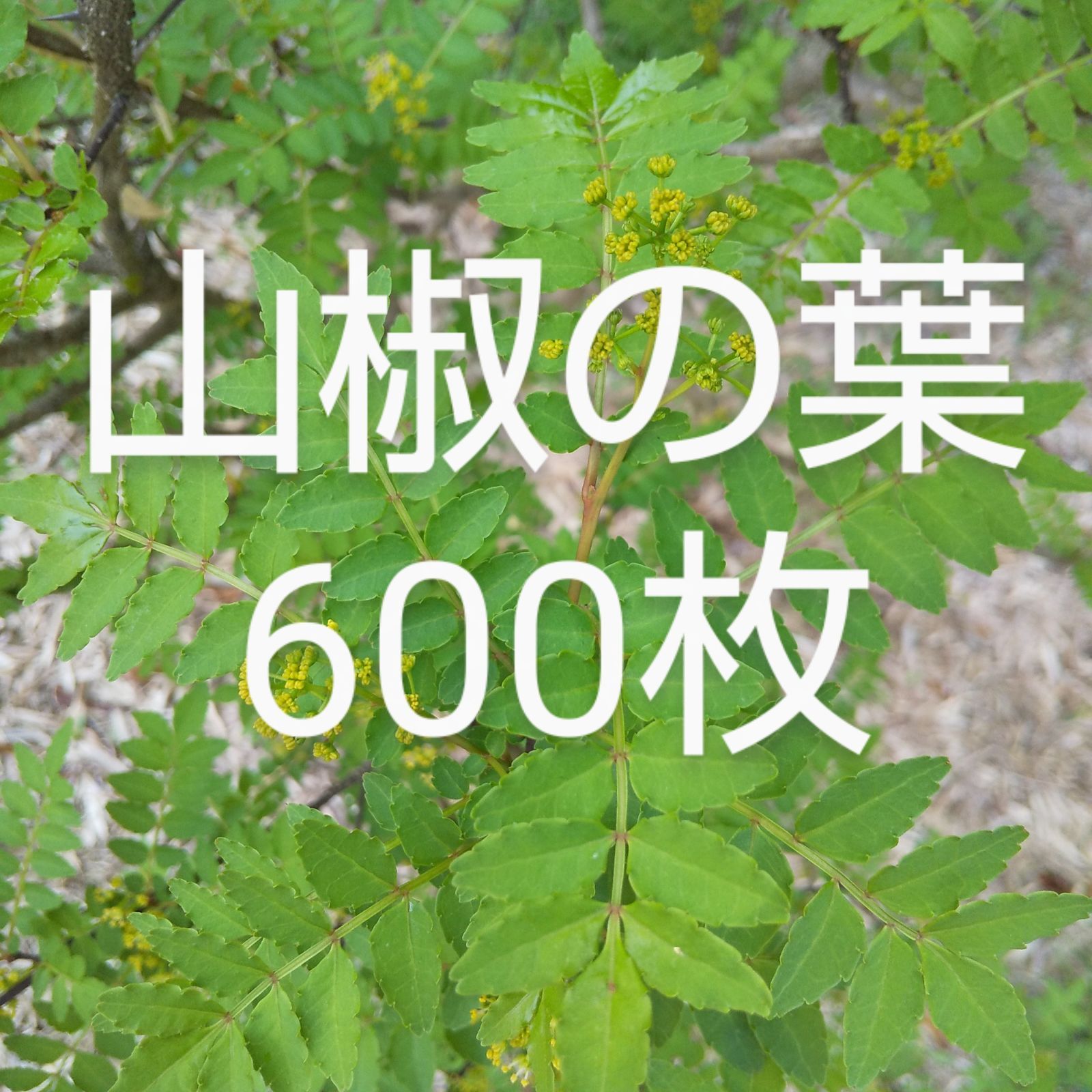 山椒の葉 600枚 新鮮 農薬不使用天然物