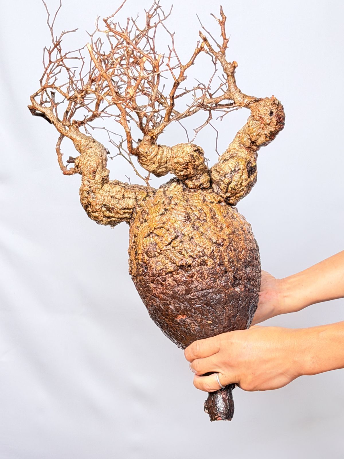 A145 Maison de Madagascar オペルクリカリア パキプス ベアルート株 マダガスカル選抜 Operculicarya pachypus パキプス コーデックス