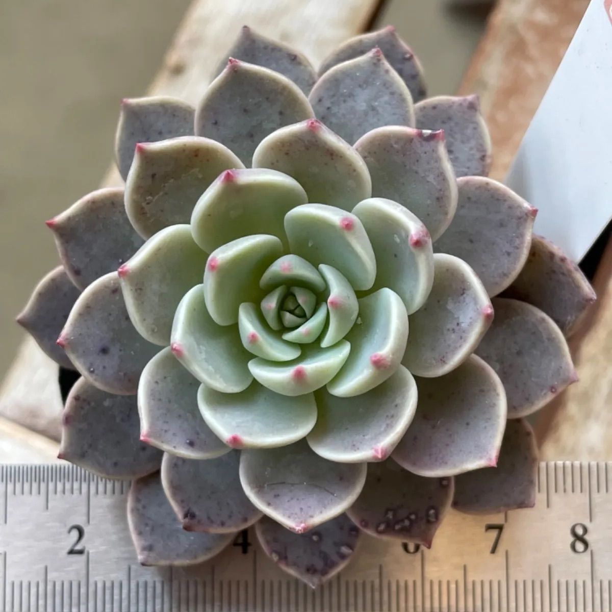 多肉植物 モチェラ❣️札付き❗️抜き苗 - メルカリ