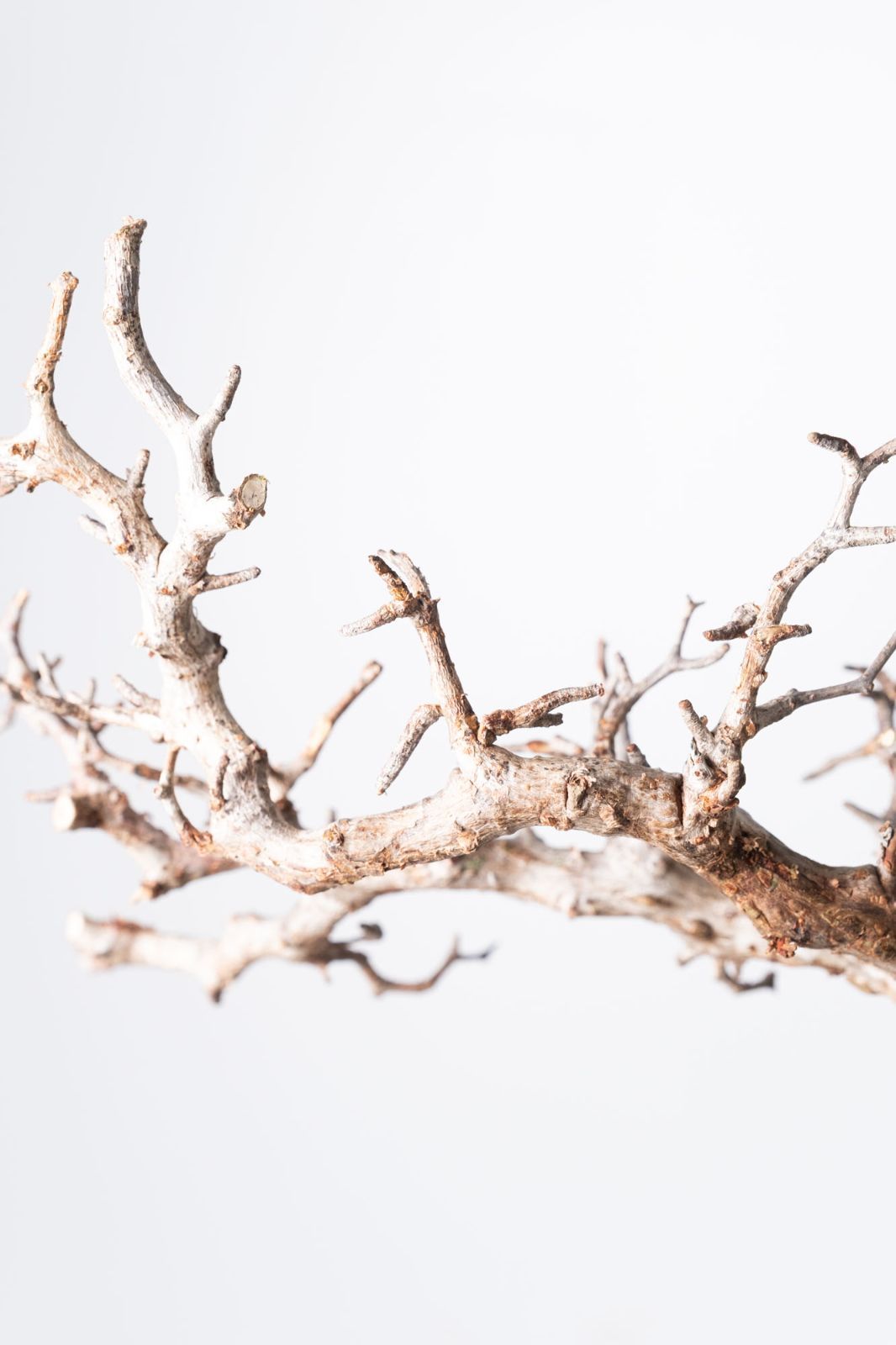 MP112 オペルクリカリア パキプス コーデックス ベアルート株