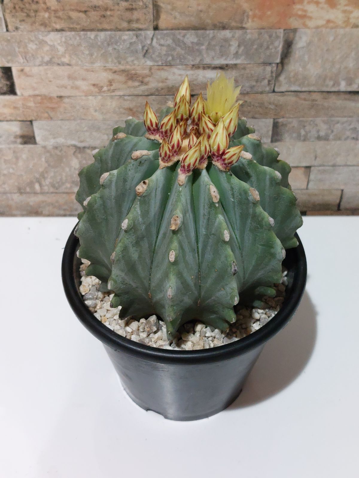 【美株】刺無王冠竜 サボテン フェロカクタス