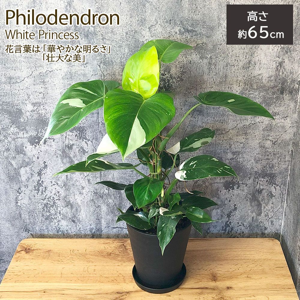 観葉植物 フィロデンドロン ホワイトプリンセス 斑入り 6号 黒セラアート鉢 受皿付 おしゃれ 鉢植え 送料無料 付属皿 - メルカリ