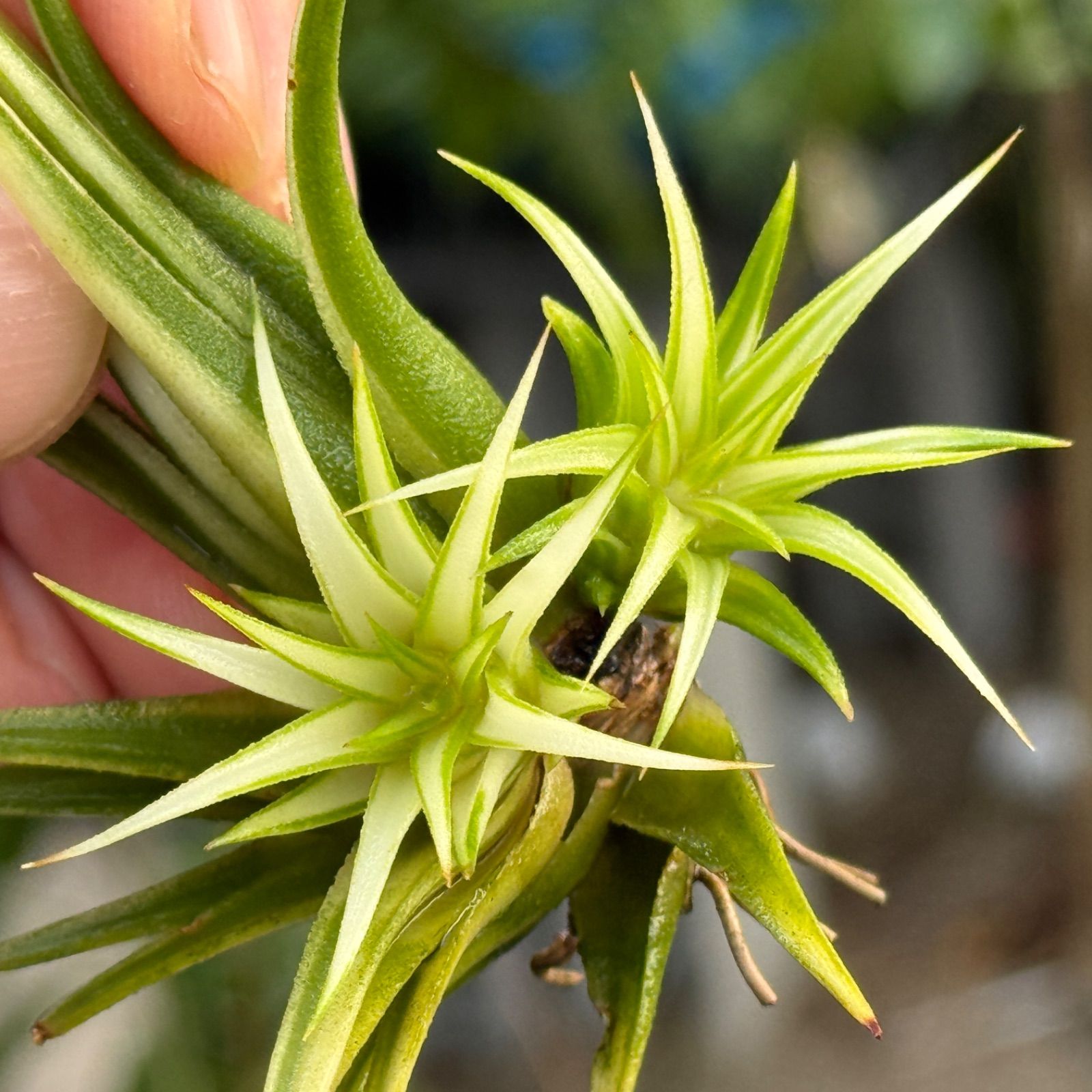 Tillandsia