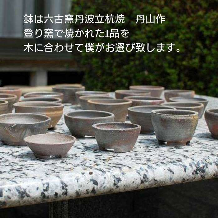 斑入り五葉松 花火